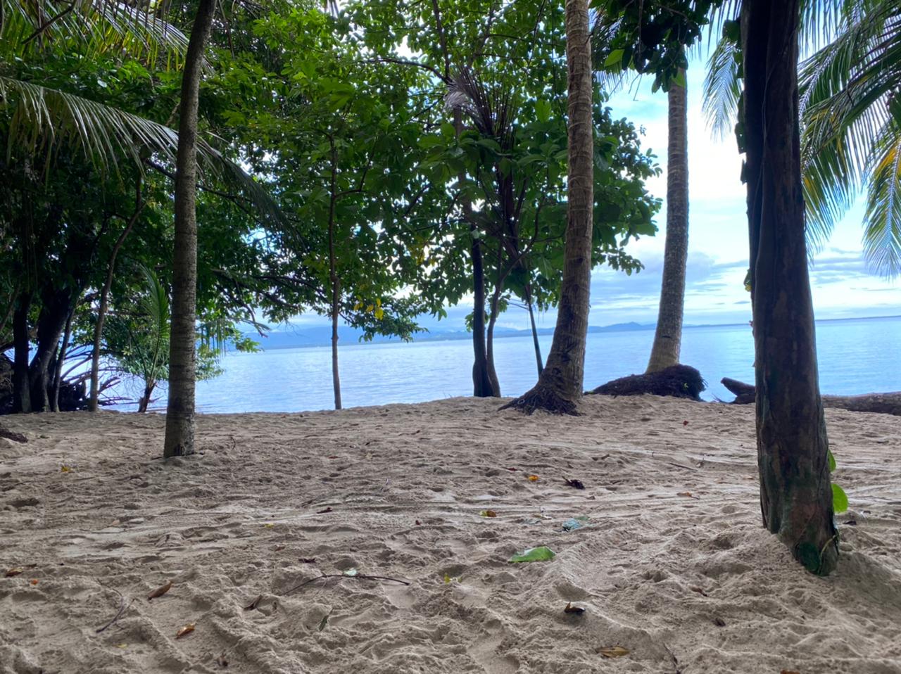 Rainforest beach on the peninsula